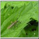 Agapanthia villosoviridescens - Distelbock 01.jpg